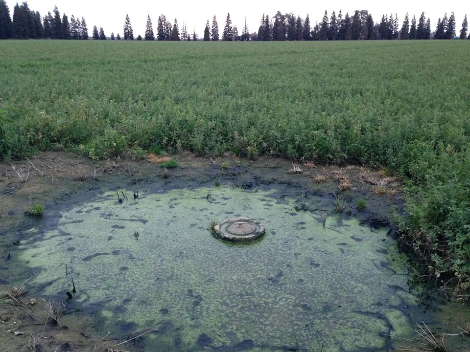 vernalpool4-min.jpg